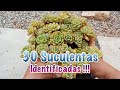 30 Suculentas Identificadas.