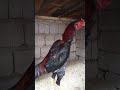 #chicken #rooster #turk #kars #shamo #ispan #xint #yapon