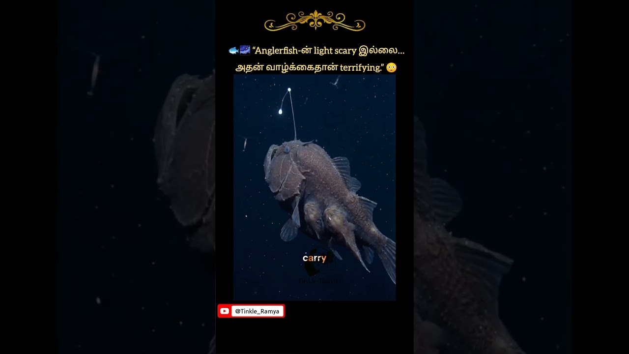 🐟🌌 “Anglerfish-ன் light scary இல்லை… அதன் வாழ்க்கைதான் terrifying.” 😳