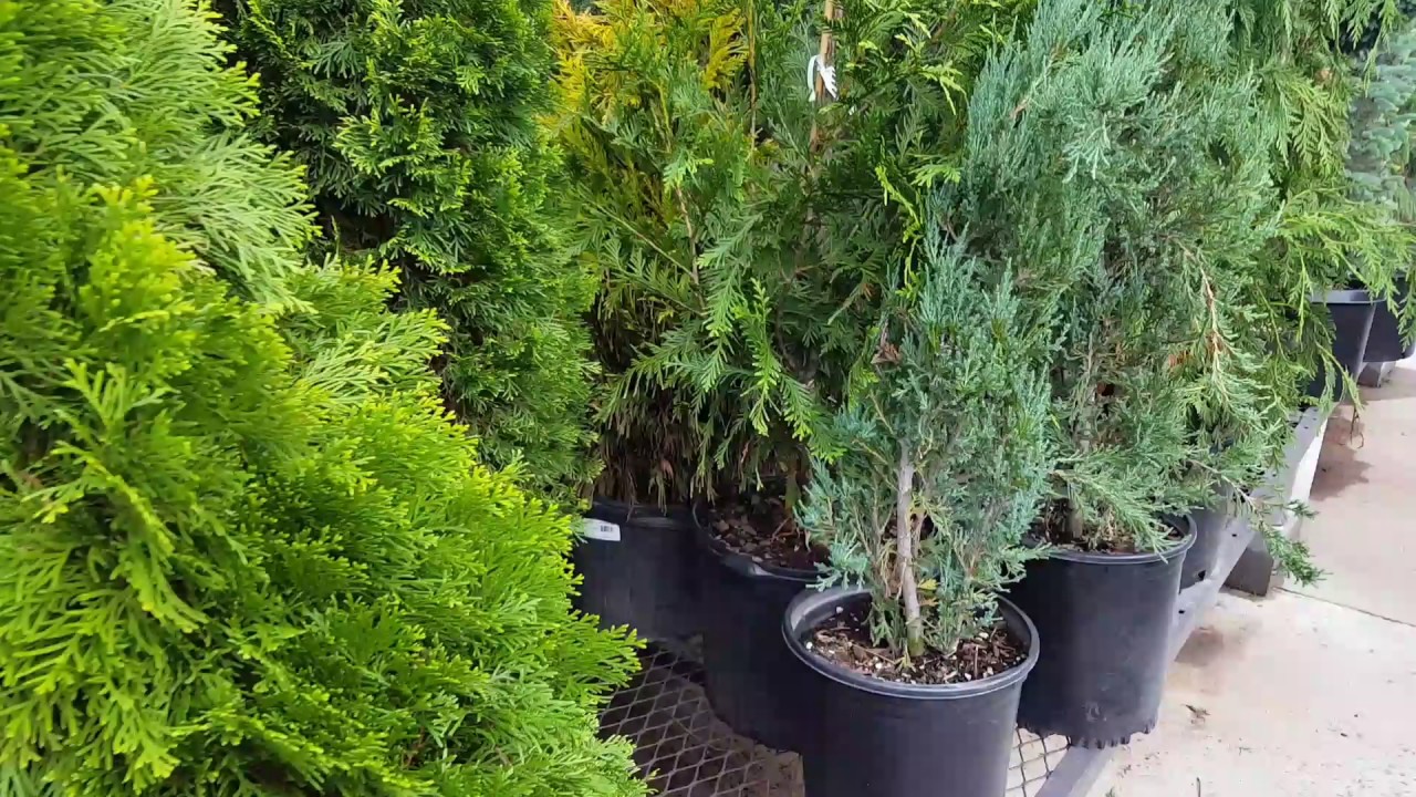 What to look for when buying conifers, evergreens, Arborvitae at big