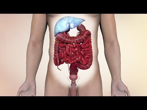 Liver cancer: Essential facts