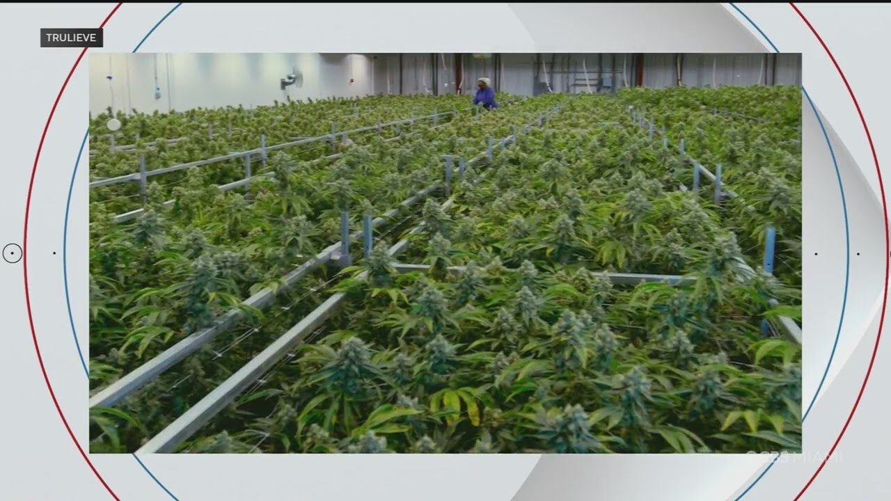 Recreational Marijuana in Florida | Facing South Florida