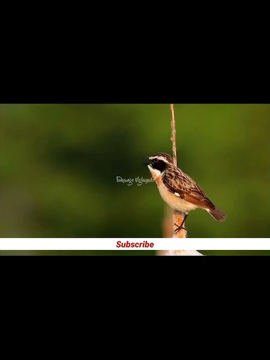 Kicau merdu sikatan kembang di alam liar