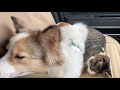【先住犬ロス】元気がなくなってしまった妹猫と不安に駆られるようになってしまった姉犬
