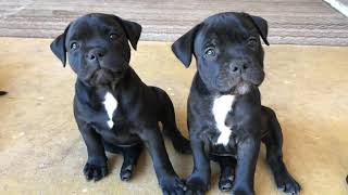 Blue/ Black Staffy pups 7 weeks old