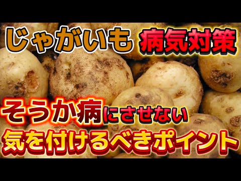 Potatoes] Be sure to check this out! We'll tell you all the tips