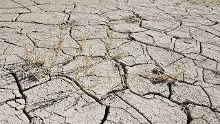 Stock Video - Panning over dry mud cracks during drought in 2021