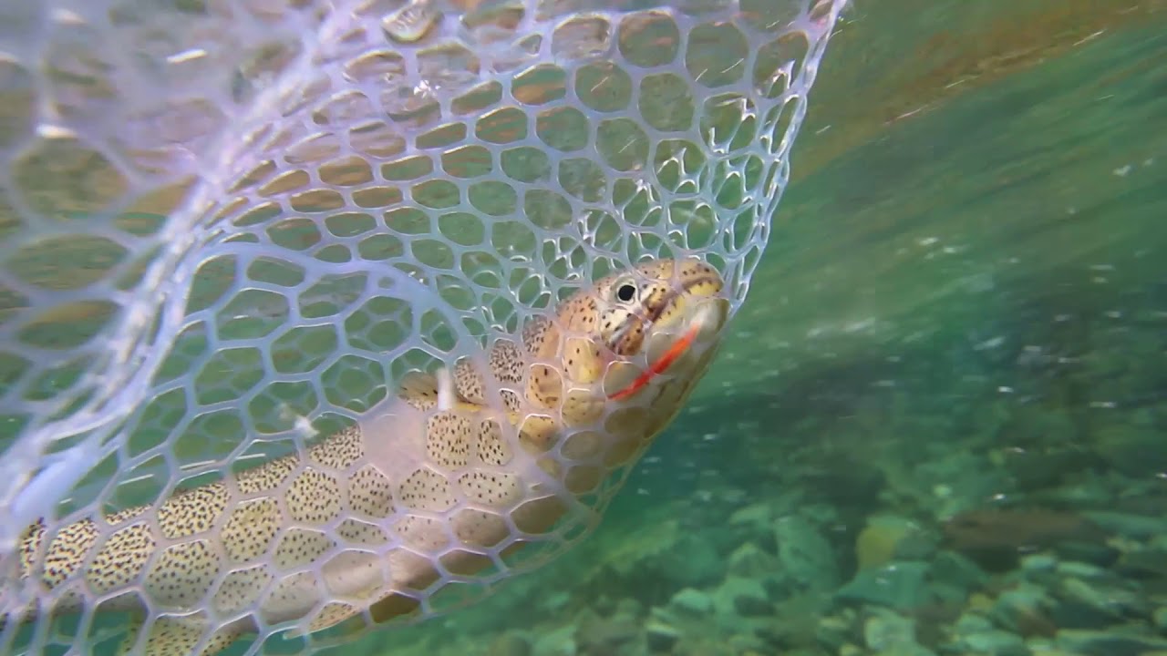 Pizza Butt A Fly Fishing Film About Cutthroat Trout