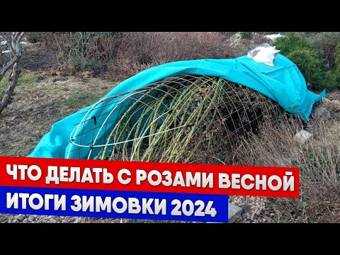 Что делать с розами весной, итоги зимовки 2024