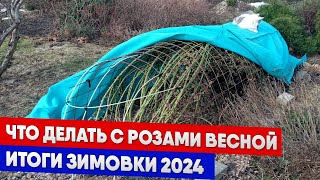 Что делать с розами весной, итоги зимовки 2024