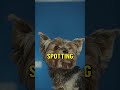 Dogs' Secret Superpower: Amazing Night Vision!