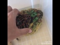 ベルツノガエルの抱接