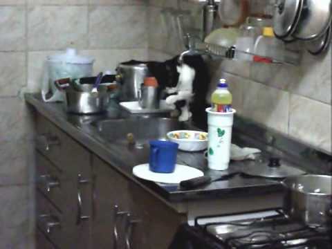 Gatinha sem medo de água fria, tomando água na pia
