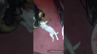 PREGNANT ROTTWEILER NURSES STRAY SCHNOUZER PUPPY!  (MUST WATCH)