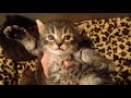 American Bobtail Kittens for sale の動画、YouTube動画。