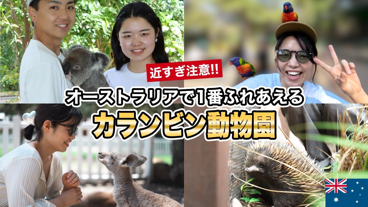 感動！コアラを抱っこ＆カンガルーに餌やり｜カランビン動物園の魅力をたっぷり紹介【ゴールドコースト旅行】