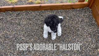 STANDARD POODLE PUPPY AND YOUR FUTURE HALSTON PUPPY by Puget Sound Standard Poodles 198 views 2 days ago 1 minute, 55 seconds