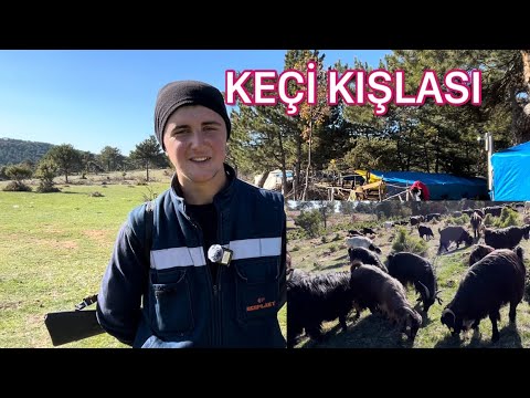 19 Yaşında 200 Keçi ile Dağda Hayvancılık Yapıyor #hayvancılık #çiftlik 