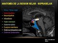 Anatomía Radiologica de la Región Selar y Yuxtaselar