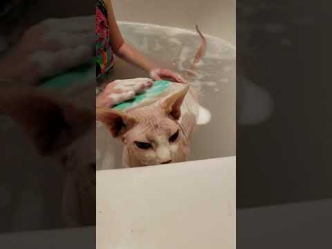 Videó: Macska fürdés 101