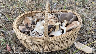 видео: Тополёвая рядовка и коллибия масляная в осиннике картинка: Тополёвая рядовка и коллибия масляная в осиннике