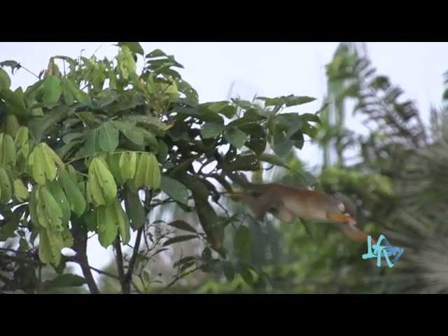 Napo Wildlife Center Parte 1 LA TV ECUADOR 30/08/15