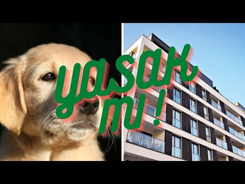 Apartmanda Hayvan Beslemek Yasak Mi Ozet Video Youtube Apartmanda Hayvan Beslemek Yasak Mi Ozet Video Youtube