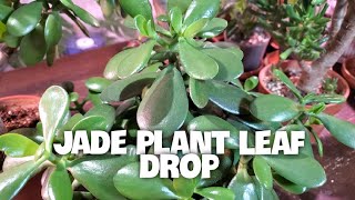 HOW TO PREVENT LEAF DROP ON JADE PLANT | Keep Your Succulents Healthy #succulents #jadeplant screenshot 5