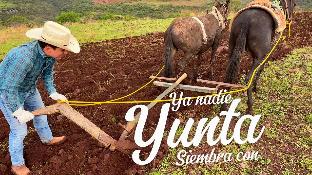 Este método de siembra ya casi se extinguió 😣 sembrando con yunta 🤩