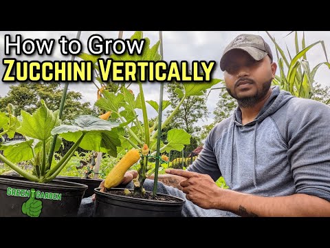 How to grow zucchini vertically - Save Space u0026 Increase Yields | Zucchini u0026 Squash |