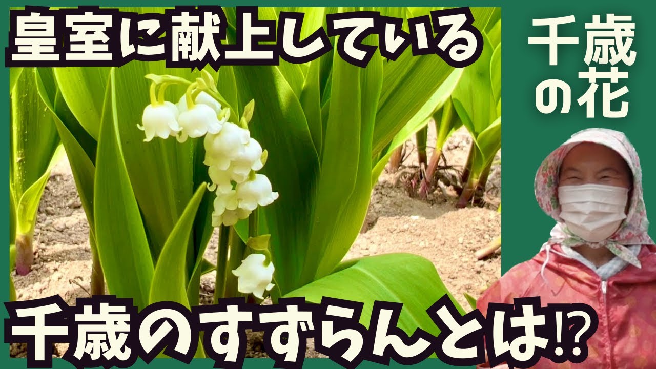 今となっては貴重なすずらん】北海道千歳市の誇るすずらん農家さんの