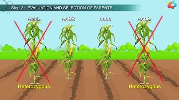 An Introduction To Plant Breeding