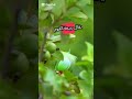 معنى اسم ربيعة هو اسم جميل