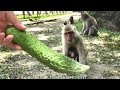 Mountain Monkey - Do you like Bitter Gourd ?