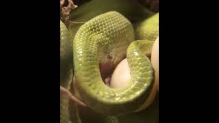 GreenTree Python Laying an Egg