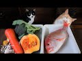 Homemade Cat Food (Fish Jelly Terrine)