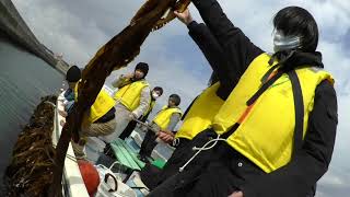 ２月２３日、わかめ狩り＆筏収穫祭