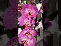 Орхидея Фаленопсис &quot;Касси&quot; 🌞🌞🌞Phal. Cassie💖💖💖 #релакс #музыка #орхидеи