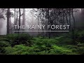 The RAINY FOREST of Park Rocky Mountain for SLEEP, meditation, deep sleep, CALM