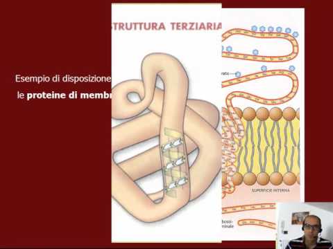 Video: L'inibizione Dell'attività Della Metiltransferasi Del Potenziatore Della Zeste 2 Porta Ad Un Aumento Dell'accumulo Di Lipidi E All'alterazione Dello Stato Della