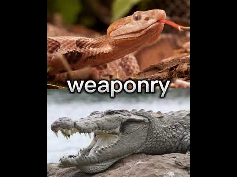 copperhead Vs mugger