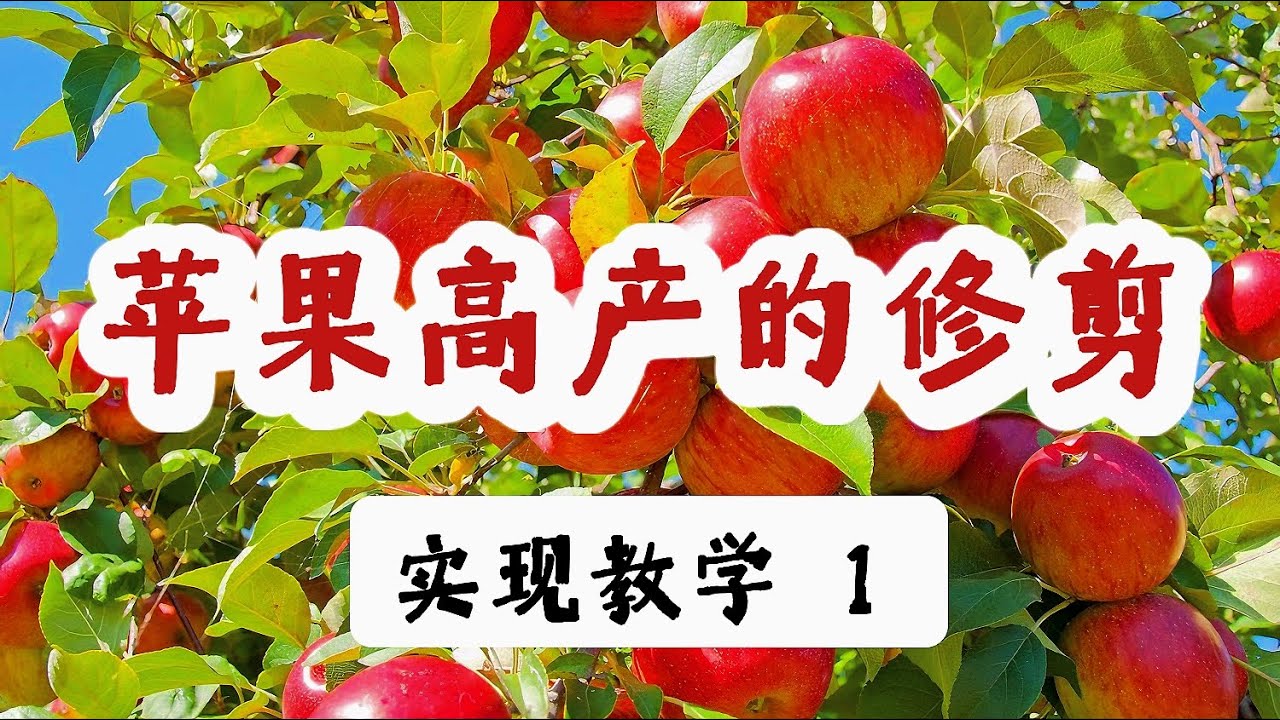 夏季的苹果管理，修剪梳果，提高秋季苹果品质