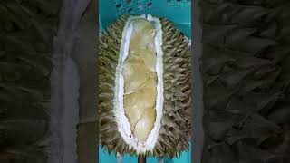 DURIAN FRUIT