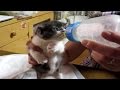 子猫赤ちゃん保護 ミルクが待てなくて暴れまくる子猫