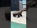 Sea Lion vs Seal Walking on Land