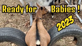 Goats Ready for Kidding / Nigerian Dwarf Goats