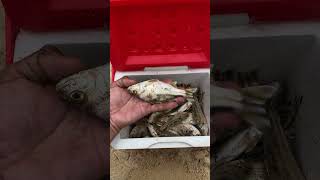 Drone fishings. Câu cá căn biển bằng flycam.