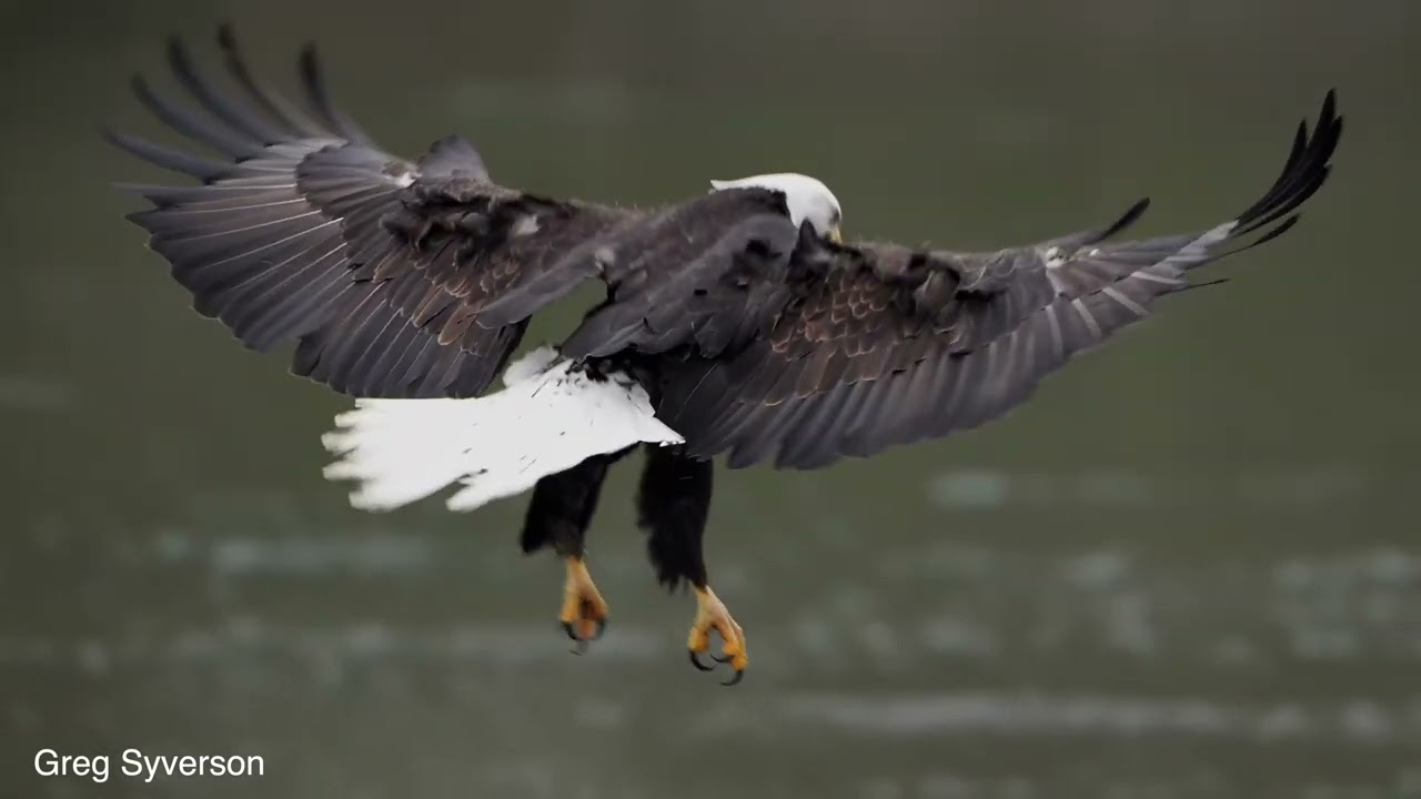 Eagle slow motion landing