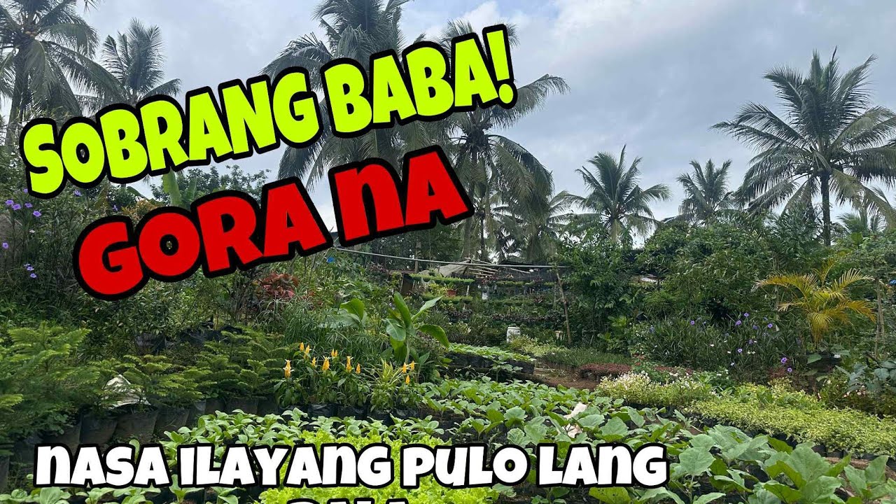 NGAYON MALALAMAN NANDITO PALA MURA! SULIT BENTE LAHAT 