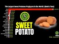 THE LARGEST SWEET POTATO PRODUCERS IN THE WORLD 🍠